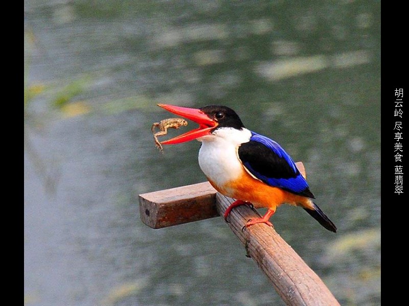 胡云岭 尽享美食 蓝翡翠